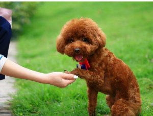 贵宾犬和泰迪日常如何饲养？外形上有何不同？