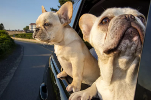 如何选纯种的法国斗牛犬？法国斗牛犬的缺点