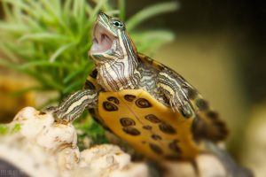 乌龟冬眠怎么养？针对乌龟的冬眠，我们应当怎么做呢？