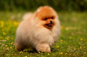 买一只“博美犬”，大概需要多少钱？在不同的城市，价格也不一样