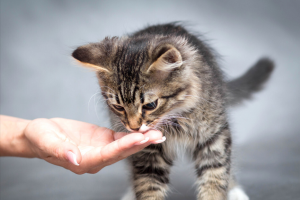 流浪猫和野猫的区别（怎么判断是不是流浪猫）