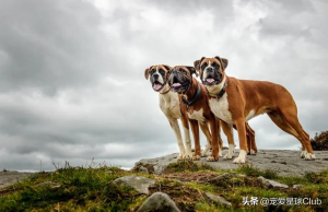 德国拳师犬饲养注意事项（拳师犬的介绍）