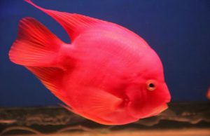 如何饲养血红鹦鹉鱼？血红鹦鹉鱼生活的水质是怎么样的？