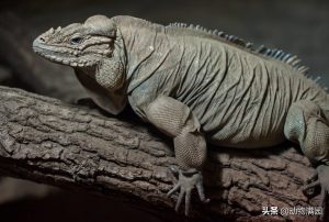 犀牛鬣蜥的简介（犀牛鬣蜥的外貌特点是什么样的？）