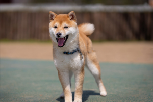 秋田、柴犬、豆柴如何区分？（柴犬的花色与基因）