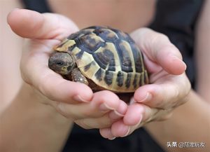 龟的壳到底有多坚硬？龟会被动物吃掉吗?