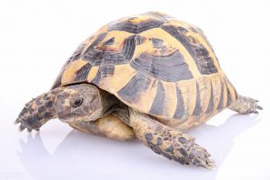 乌龟的生活习性有哪些？乌龟是怎么呼吸的？