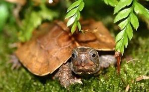 枫叶龟的形态特征（枫叶龟养护知识）