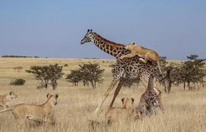 带你了解不一样的长颈鹿，长颈鹿为何如此奇葩？