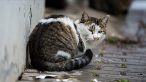 流浪猫和野猫的区别（怎么判断是不是流浪猫）