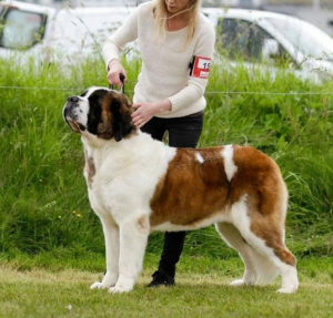 圣伯纳犬的喂养方法（饲养圣伯纳犬的注意事项）