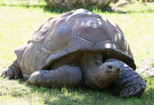 乌龟寿命最长多少年？为什么乌龟会这么长寿？