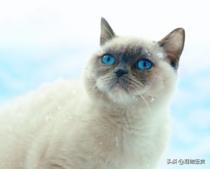 蓝色眼睛的猫品种有什么？有什么猫咪的眼睛是蓝色的？