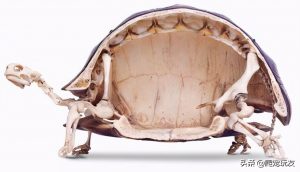 龟的壳到底有多坚硬？龟会被动物吃掉吗?