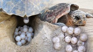 乌龟寿命最长多少年？为什么乌龟会这么长寿？