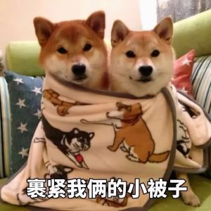 如何挑选一只纯种柴犬