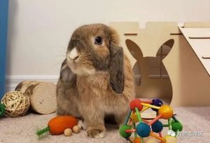兔子有什么颜色？兔子有多少颜色？