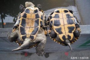 如何正确地辨别龟龟的雌雄？怎么看乌龟是公的还是母的？
