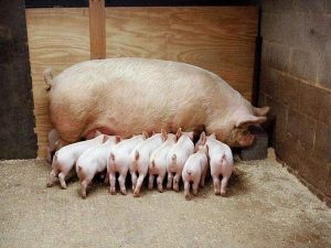 养好母猪的关键是什么？教你如何养好母猪
