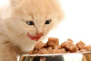猫咪一天的饮食量是多少？如何科学喂养猫咪呢？附上适量指南