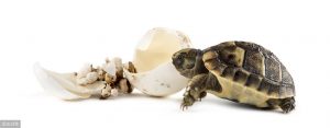 所有的乌龟都有必要冬眠吗？是不是所有乌龟都适合冬眠呢？