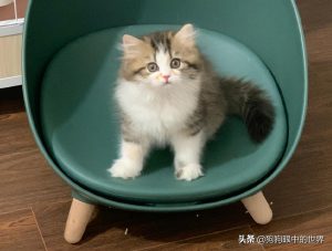 米努特猫到底是什么品种的猫？