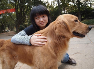 金毛犬真的好养吗？盘点它的缺点