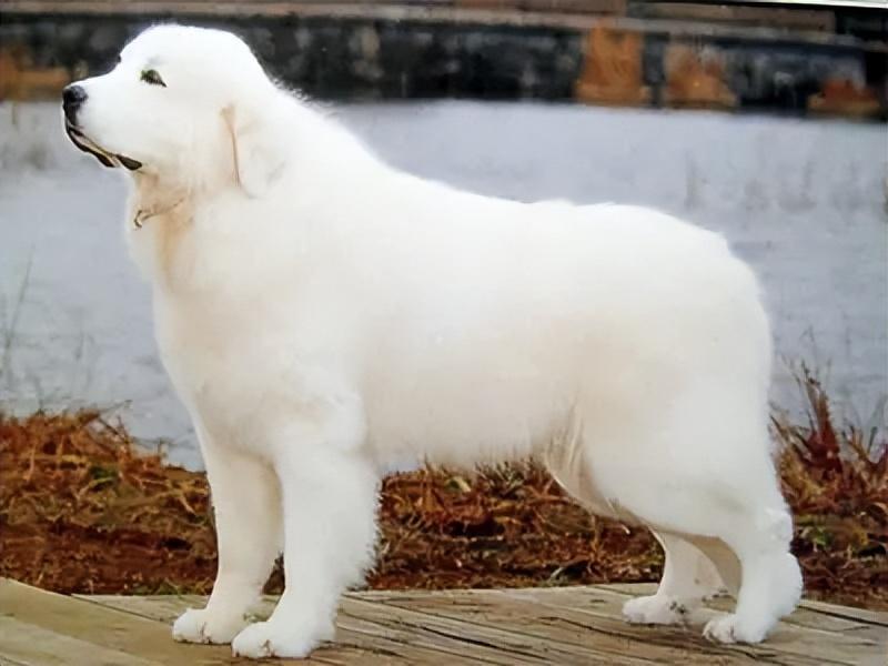 大白熊犬价格多少钱一只？大白熊犬和萨摩耶有什么不一样？