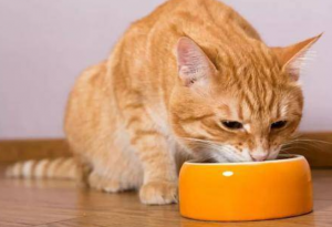 猫急性肠胃炎能自愈吗？猫急性肠胃炎该怎么办？