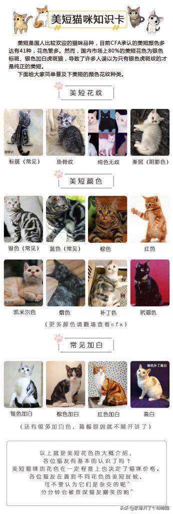 美短猫咪多少钱？猫咪行业秘密大爆料！看看你家的猫猫值不值