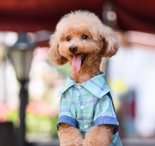 泰迪犬一只多少钱？泰迪犬也指迷你贵宾犬和标准贵宾犬