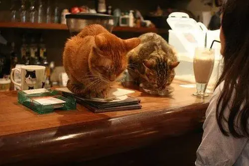 猫咪能吃人类的食物吗？喂猫咪人饭有什么不好？