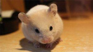 小仓鼠的眼睛出现问题是由什么原因引起的吗？要怎么办？