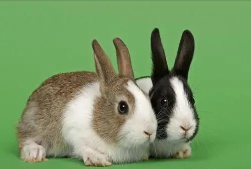 盘点兔子的种类篇，你最喜欢哪一品种的？