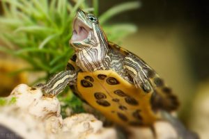 乌龟大多为杂食性，乌龟吃什么长得快？