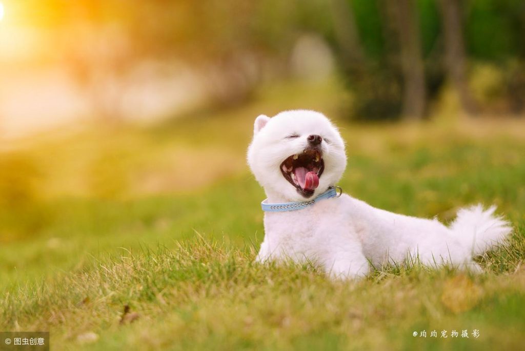 如何挑选纯种博美犬？很简单，看这6点就行！