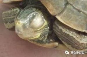 龟龟常患白眼病的原因是什么？
