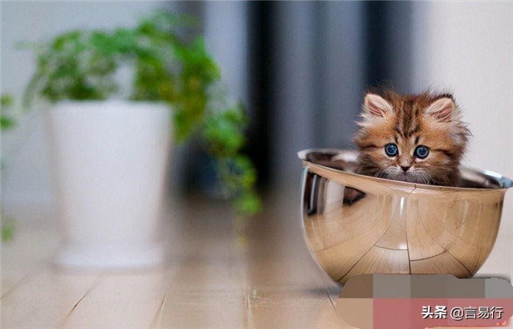 茶杯猫可以活多久？茶杯猫价格怎么样？