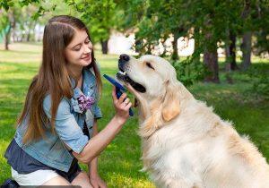 如何“正确”饲养金毛犬？5招教会你