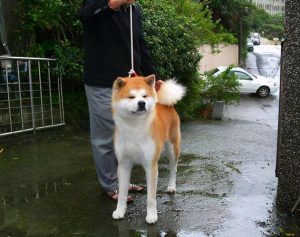 秋田犬是因为它的缺点而被禁养？秋田犬在国内被禁养的原因，看完你就懂了