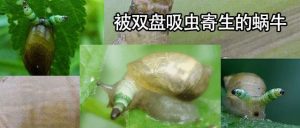 乌龟吃蜗牛补钙？蜗牛寄生虫多不适合经常给龟吃