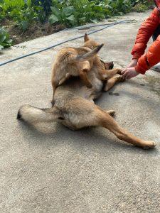 中华田园犬是中国本土的“土狗”