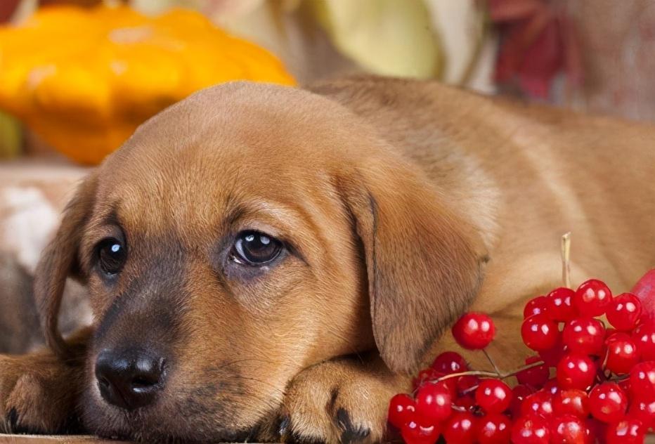 狗狗多大可以吃水果？狗狗可以吃哪些水果？