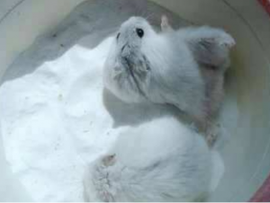 小仓鼠为什么不能用水洗澡？那怎样给它清洁卫生呢？