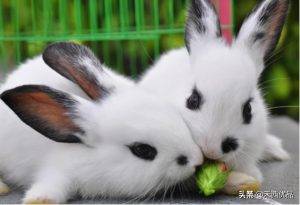 哪些的品种的兔兔可以作为家庭宠物？