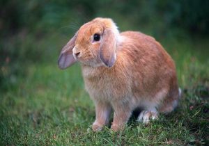 兔子为什么拉稀？兔子拉肚子的原因