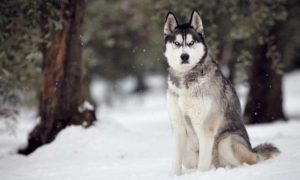 狼犬也叫做狼狗,那狼犬品种哪个厉害?狼狗品种排名