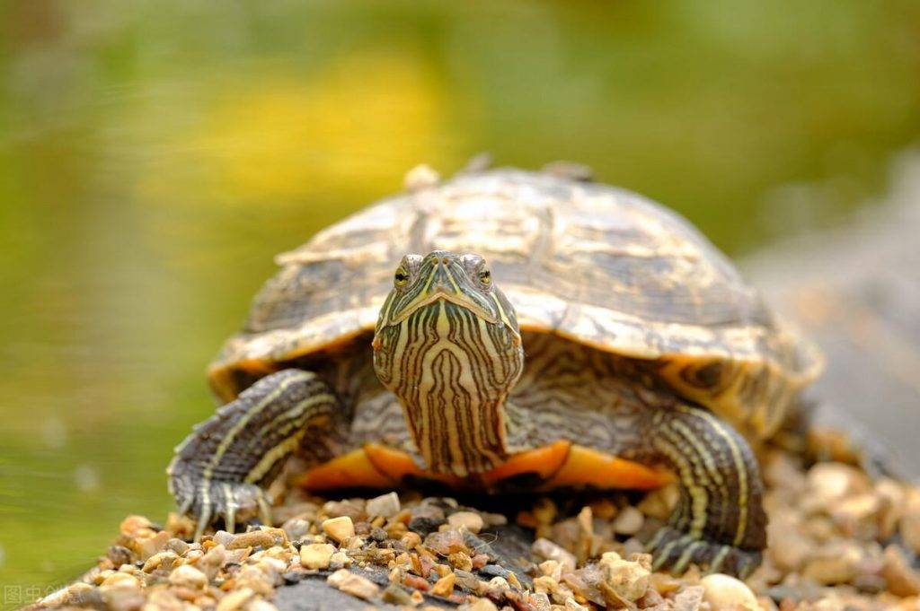 野生乌龟是需要人工孵化的？那乌龟蛋是怎么孵化小乌龟的？