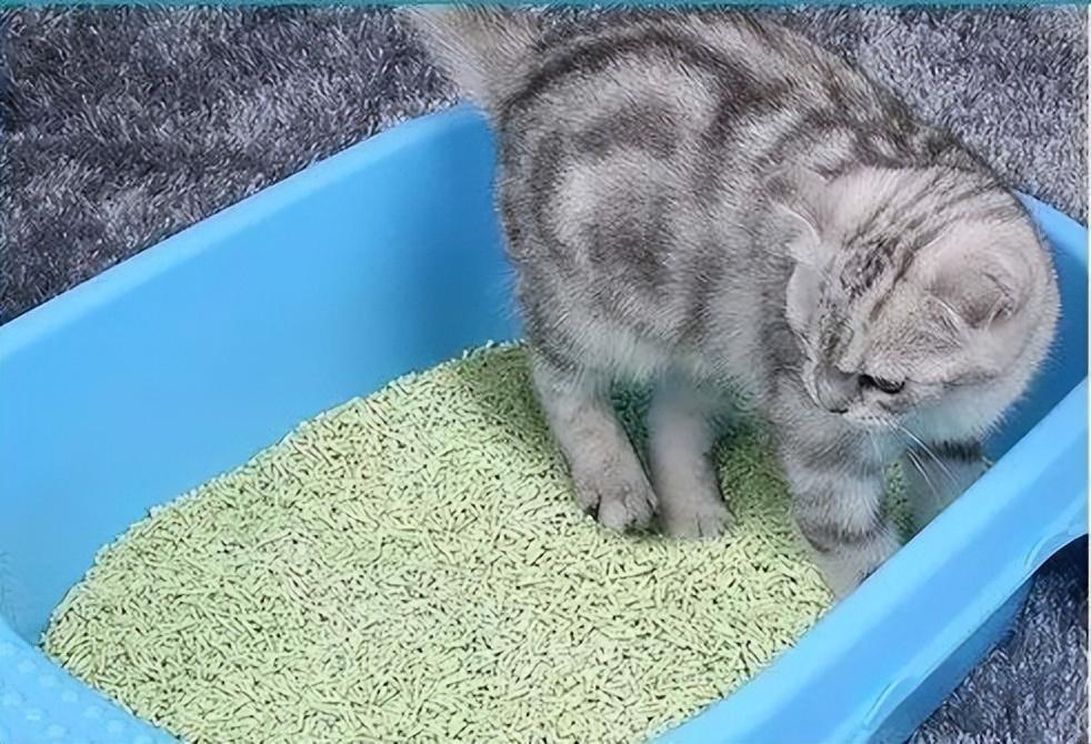 你家的猫猫一个月费都是猫砂？一个月用多久是正常的？