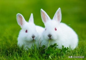 怎么才能让兔子更长寿？有什么因素会影响到兔子的寿命？